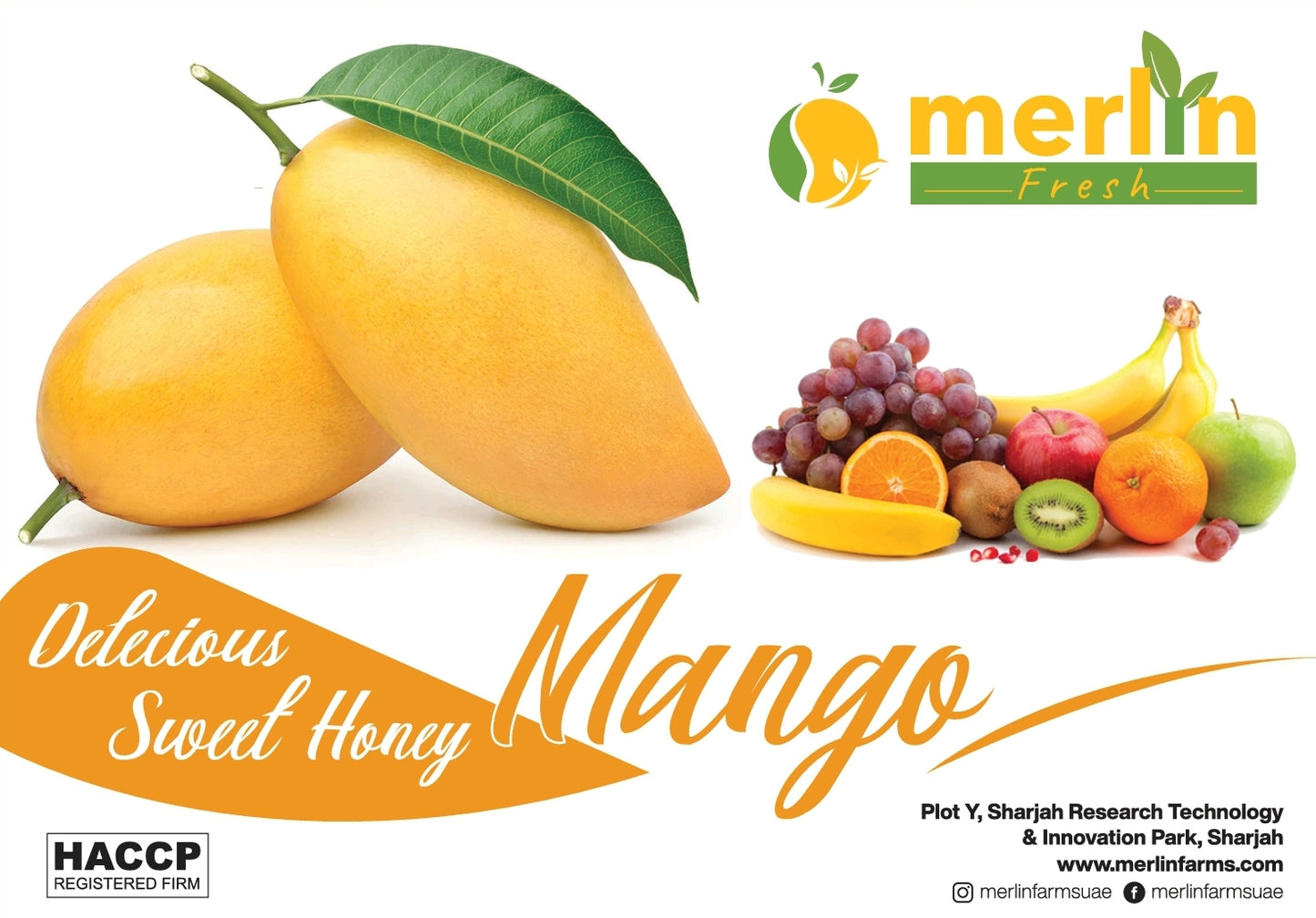 Sindhri Mangoes