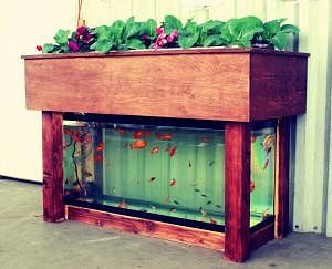 Aquaponic home/office or @restaurant planter