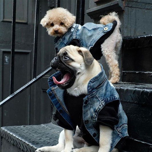 fashionable dog vest