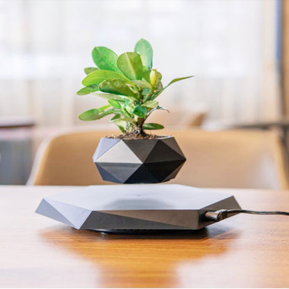 Levitating Bonsai