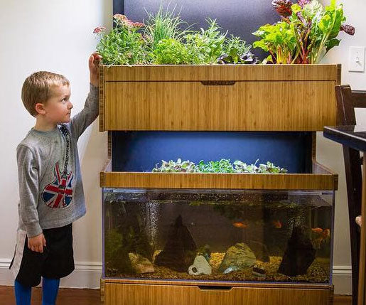 Aquaponic home/office or @restaurant planter